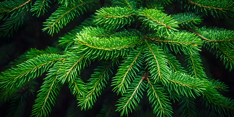 Photo Lush Green Pine Branches Nature Background