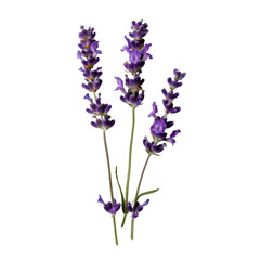 Obraz premium Lavender flowers in bouquet, showcasing vibrant purple hues and delicate petals, evoke sense of calm and tranquility. Perfect for floral arrangements or natural decor