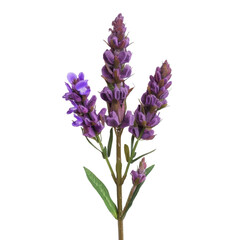 Fototapeta premium Lavender flower with purple blooms and green leaves, symbolizing tranquility and beauty. This botanical illustration captures essence of nature elegance