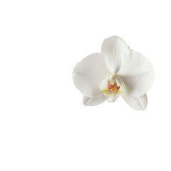 Plakat beautiful white orchid flower with delicate petals and vibrant details, symbolizing elegance and purity. Perfect for floral arrangements or nature themed designs