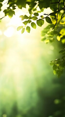 Obraz premium Photo Background - Green Leaves Sunlight Nature Spring Summer Forest Trees Light