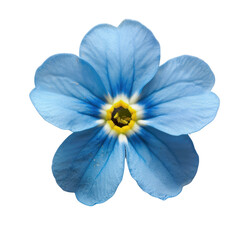 delicate blue flower with yellow center, showcasing vibrant petals and intricate details, perfect for nature themed designs and backgrounds