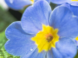 プリムラ　青い花のアップ19