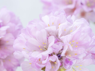 アルメリア　ピンクの花のアップ12