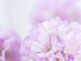 アルメリア　ピンクの花のアップ42