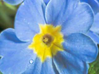プリムラ　青い花のアップ29