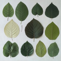 Obraz premium Assorted leaves arranged neatly on a white background showcasing diverse colors