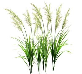 Fototapeta premium Lush Green Ornamental Grass Isolated On White Background
