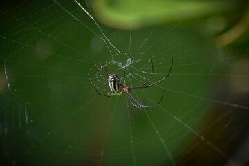Tejiendo pacientemente los hilos de una trampa perfecta.