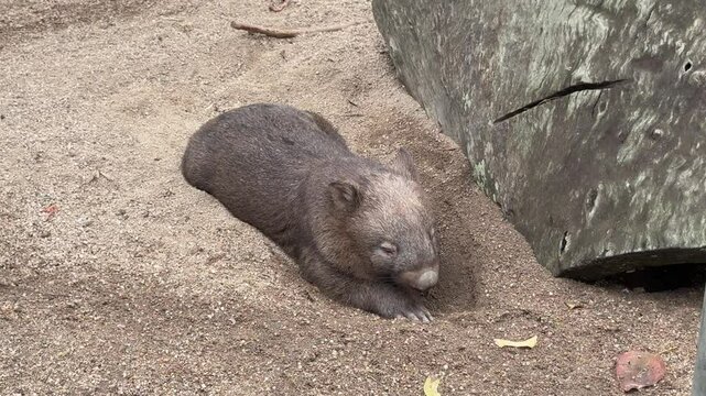Cute Australian Wombat Digging a Hole