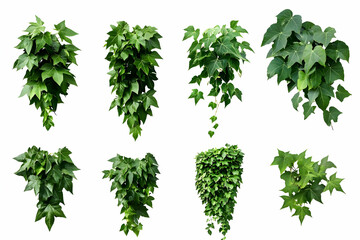 Fototapeta premium Photo: Lush Green Ivy Vines Isolated on White