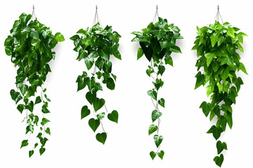 Obraz premium Photo Hanging Vines Green Leaves Plant Nature Decoration
