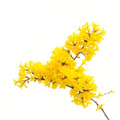 흰색 배경에 개나리 꽃