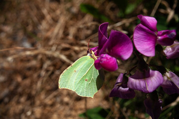Zitronenfalter Gonepteryx rhamni Schmetterling auf Lila Blüte sammelt Nektar