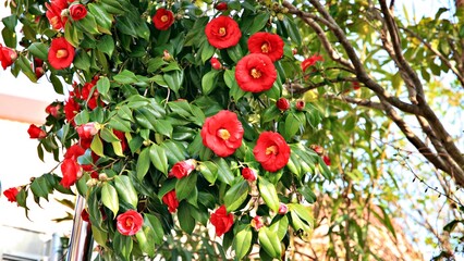 남해안의 봄, 통영캐이블카와 동백