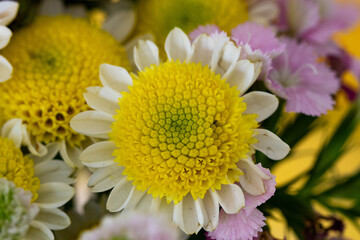 Margaridas