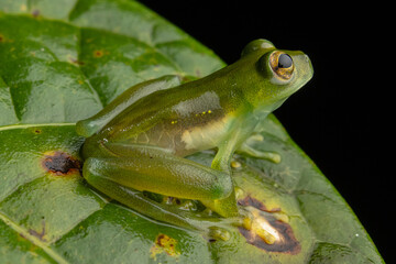 GLASS FROG, A VERY CURIOUS AMPHIBIAN FROM THE PERUVIAN AMAZON AND SOUGHT AFTER FOR ITS TRANSPARENT SKIN