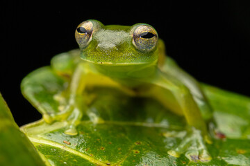 GLASS FROG, A VERY CURIOUS AMPHIBIAN FROM THE PERUVIAN AMAZON AND SOUGHT AFTER FOR ITS TRANSPARENT SKIN