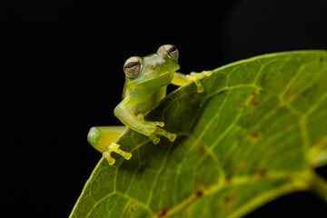 GLASS FROG, A VERY CURIOUS AMPHIBIAN FROM THE PERUVIAN AMAZON AND SOUGHT AFTER FOR ITS TRANSPARENT SKIN
