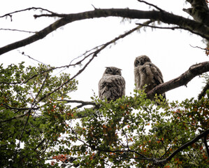 A pair of Lesser horned owl in Magallanes, Punta Arenas, Chile (Bubo magellanicus)
