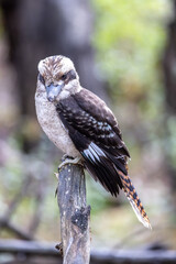 Kookaburra, oiseau de la région de Melbourne sur Phillip Island en Australie