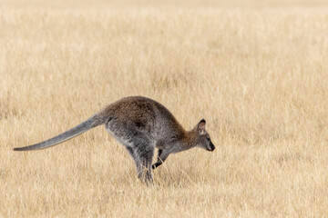 Kangourous à Phillip Island dans la région de Melbourne en Australie 