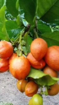 Amazon nut fruit