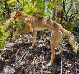 Dingo sur l'île de Fraser Island en Australie