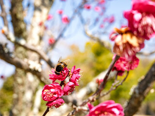 紅梅の花とアブ