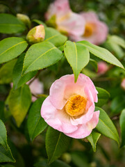 美しい椿の花　妻籠