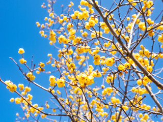 満開の蝋梅の花