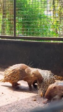 A pair of porcupines licking each other's quills.