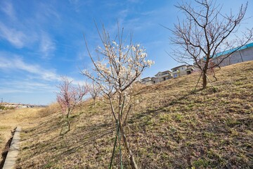 Obraz premium 斜面の梅林