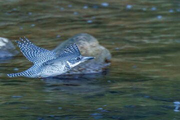 Fototapeta premium 清らかな渓流をバックに颯爽と飛ぶヤマセミ