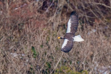 冬枯れの山をバックに悠然と飛ぶオオワシ
