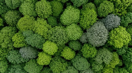 Aerial View of Lush Green Plants with Textured Surface