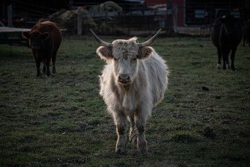 COW WITH HORNS CATTLE FARM AGRICULTURE
