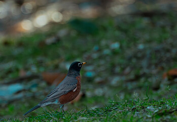 Stunning bird stock photos featuring eagles, parrots, hummingbirds, and more, Perfect for wildlife, nature, and design projects. Capture flight, color, and beauty with high quality bird images