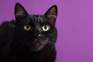 Cute black cat on purple background, closeup and space for text. Adorable pet