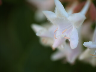 10月に咲いた小さな藍の花