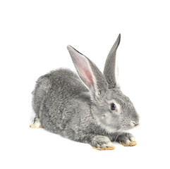 Fluffy grey rabbit on white background. Cute pet