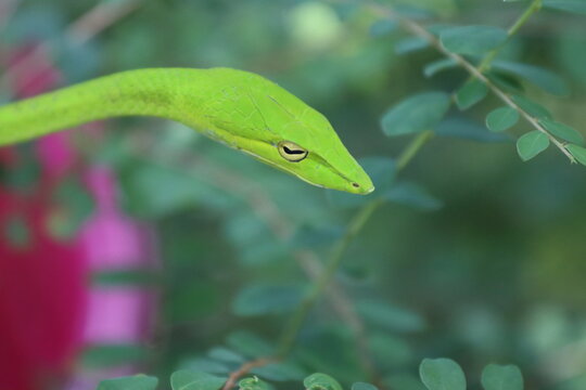 green tree python