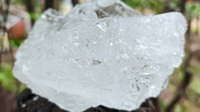 Clear alum lumps placed on tree stumps