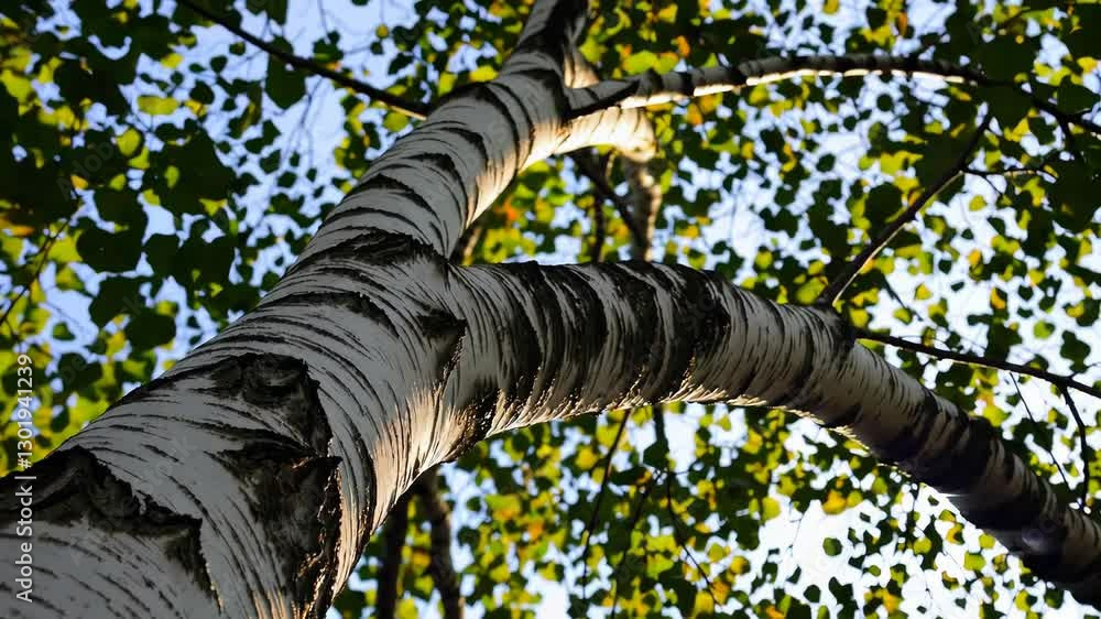 Poster close-up of birch tree trunk with green leaves against the sky. nature texture concept