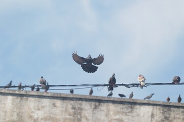 pigeons on the roof