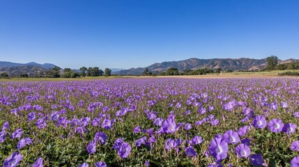 A field of wild morning glory flowers in full bloom, spreading across a meadow under a clear blue sky