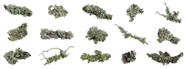 Parmelia sulcata lichen on a piece of wood on a white background	