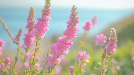 Obraz premium Wild pink 'Magic Carpet' flowers thriving along the Monterey coastline, gently swaying in the ocean breeze