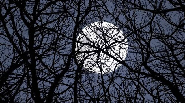 Full moon behind leafless tree branches at night, serene atmosphere. Nature concept