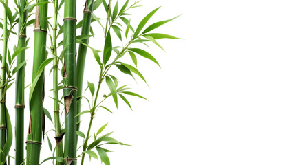  Green bamboo stalks and leaves png